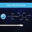 BC - 90 A Glycan Thumbnail