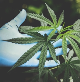 263x269 Cannabis_leaf